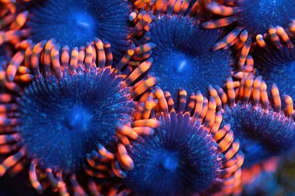 zoanthids coral