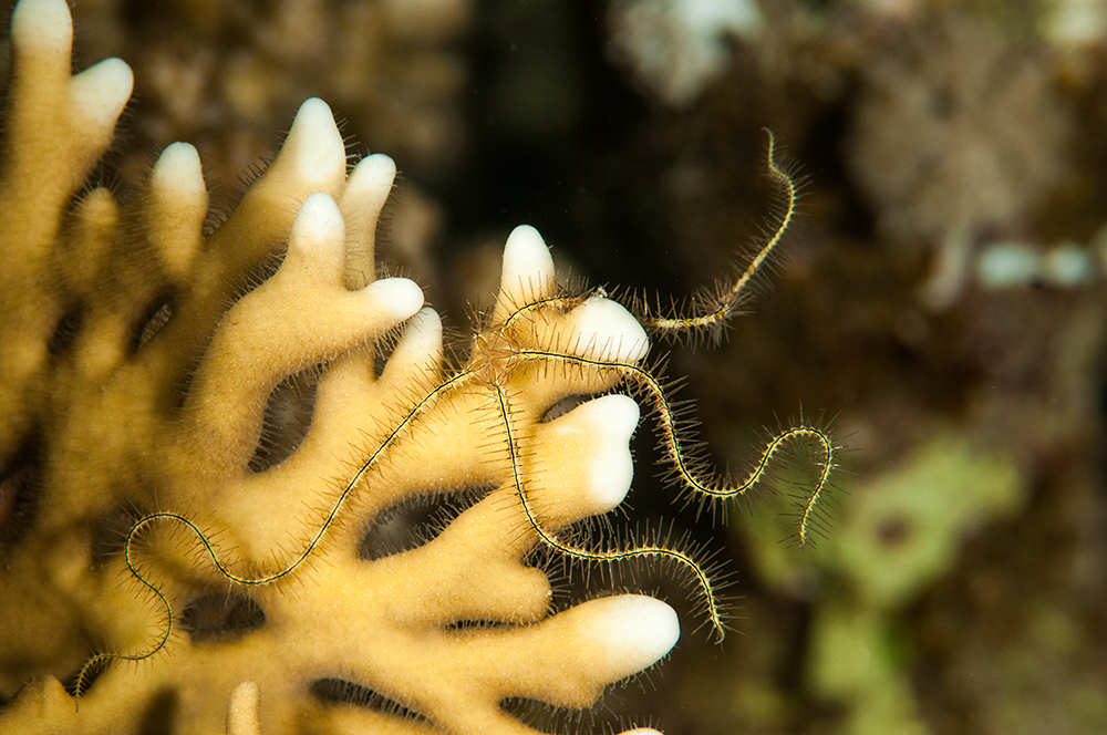 Coral reefs Coral reefs