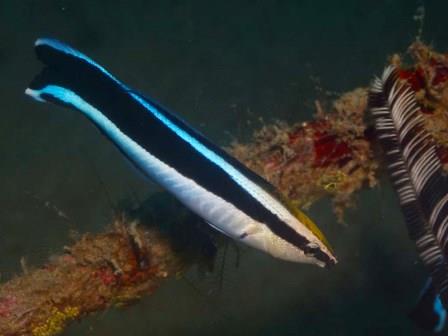don't buy a Bluestreak cleaner wrasse