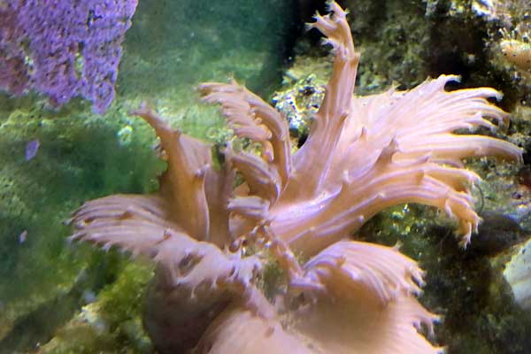 Sinularia coral species known as the cabbage leather coral