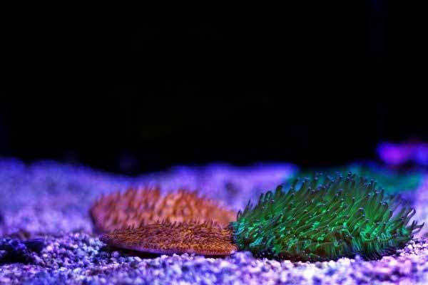 2 plate coral species