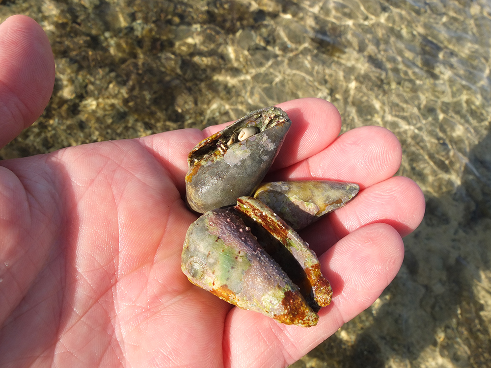 Crustaceans Crustaceans