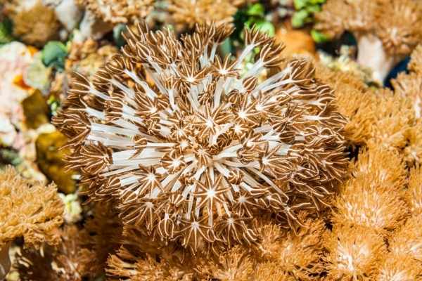 Fast growing xenia coral