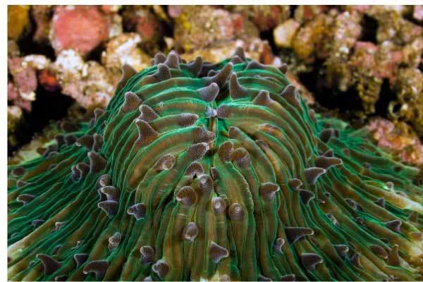 Green Fungia Plate coral polyps extended