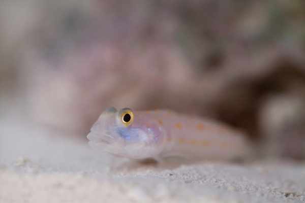 Diamond watchman goby