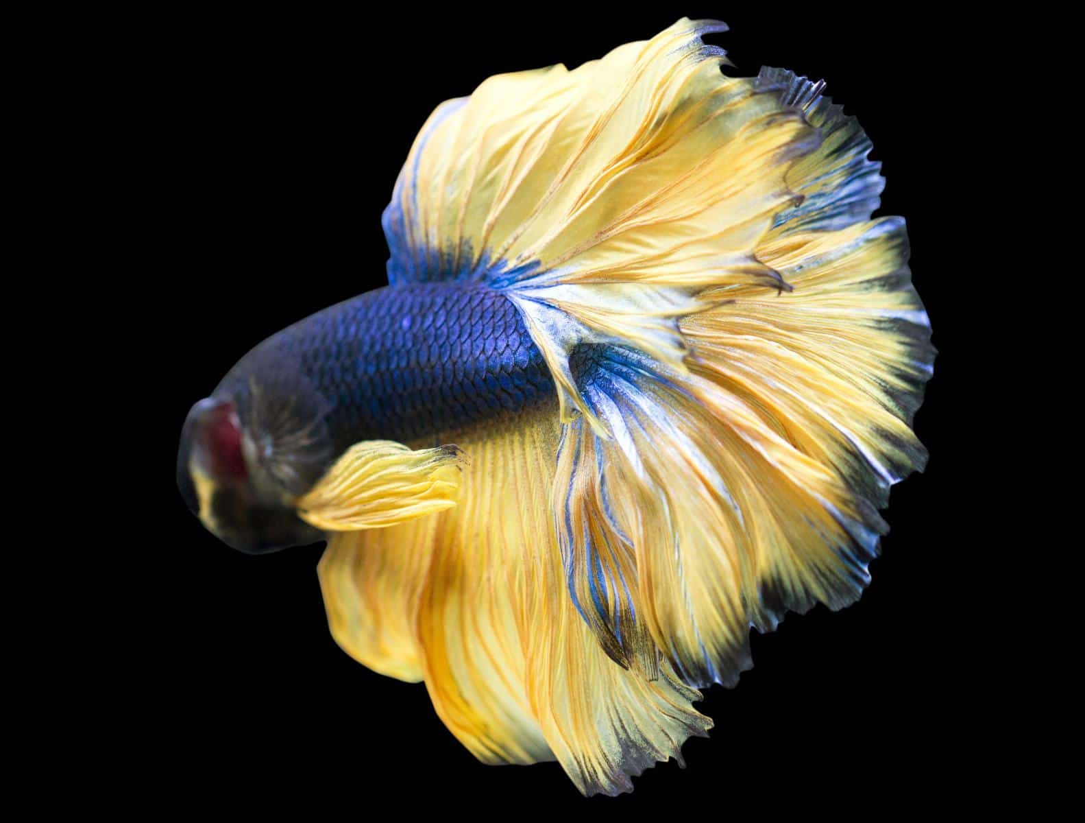 mustard gas betta fish in a black background