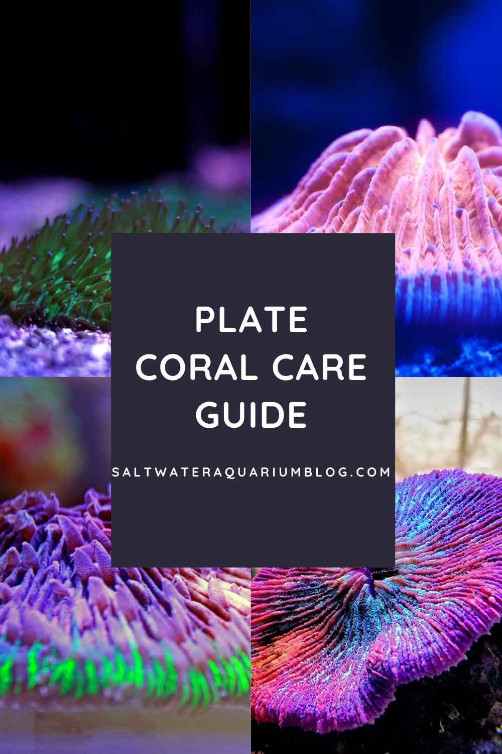 Plate coral care guide pinterest
