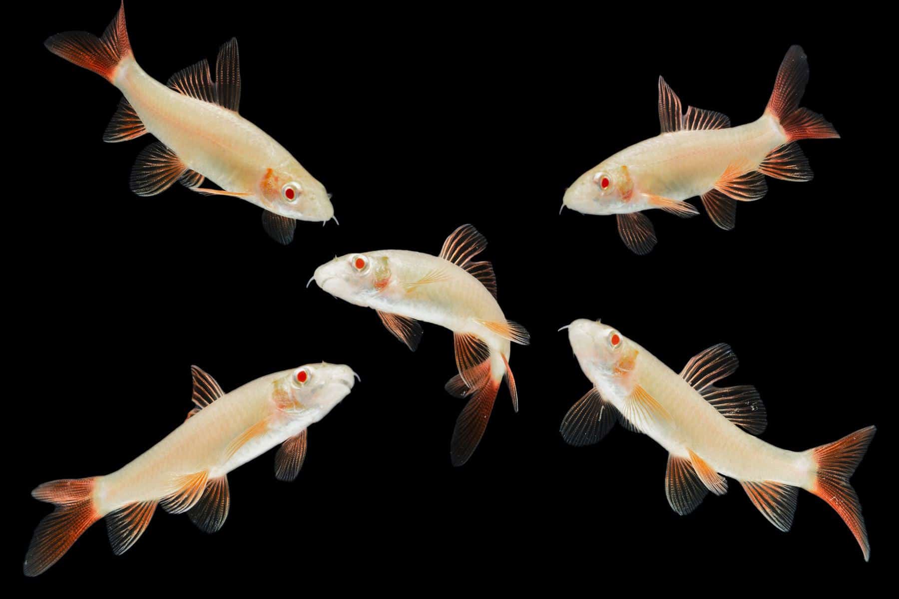 group of albino rainbow shark