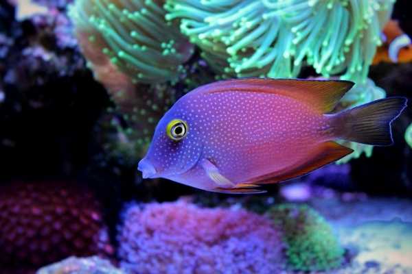 Ctenochaetus strigosus