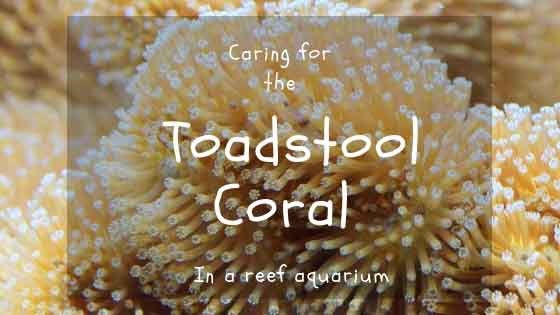 toadstool coral care guide cover image