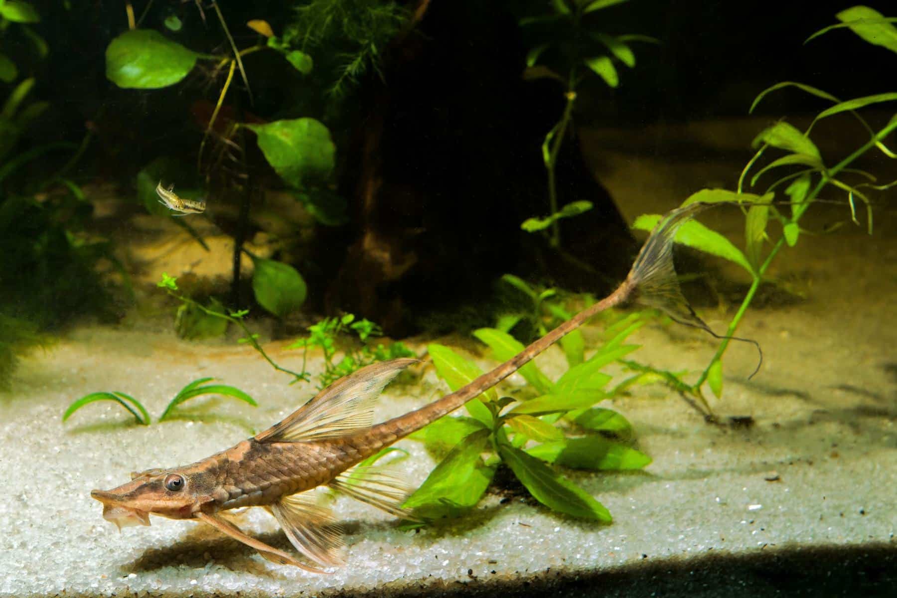 Farlowella twig catfish