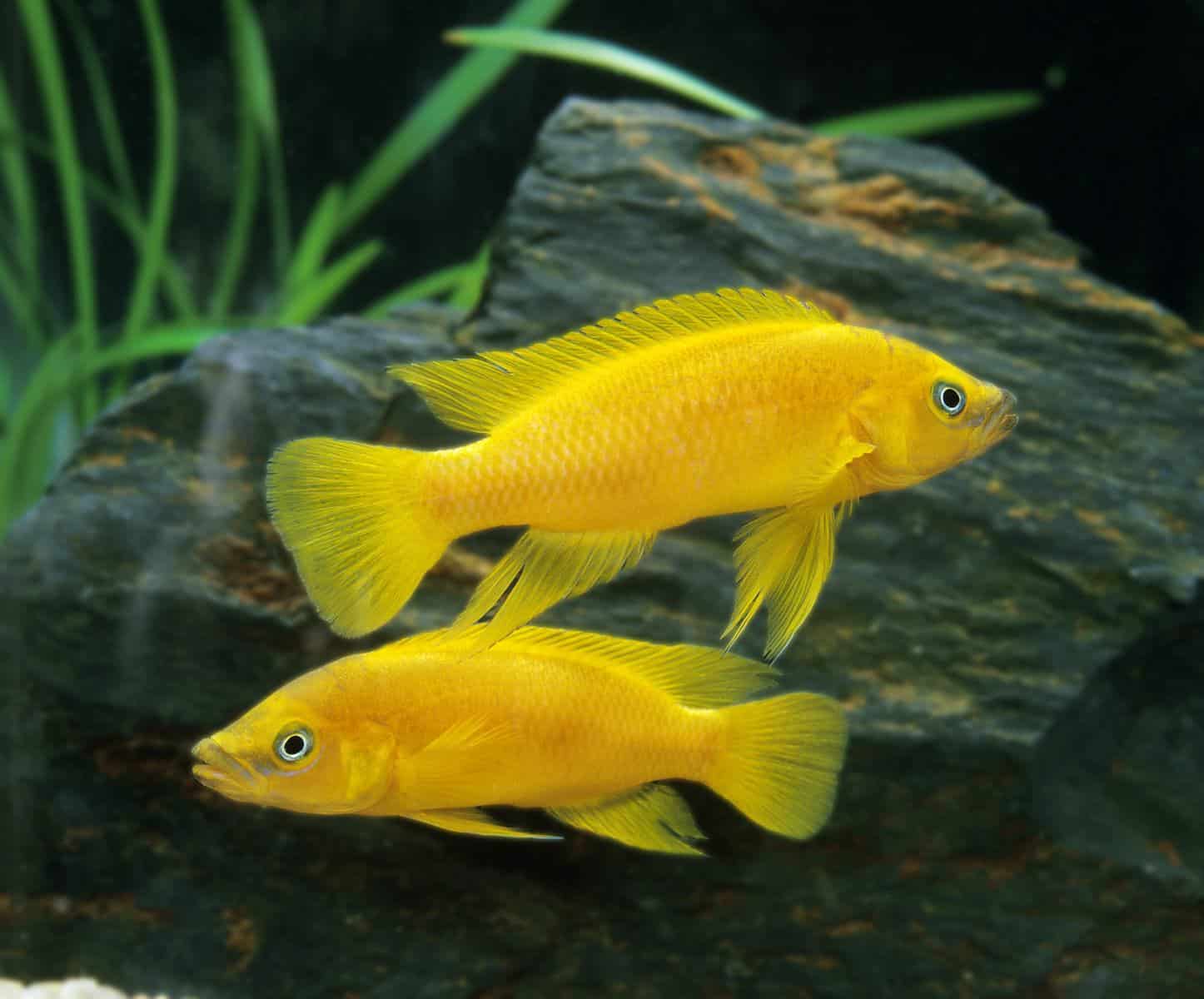Lemon oscar fish in aquarium