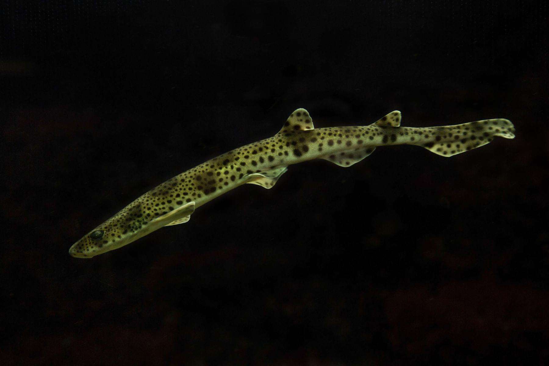 catshark in black background