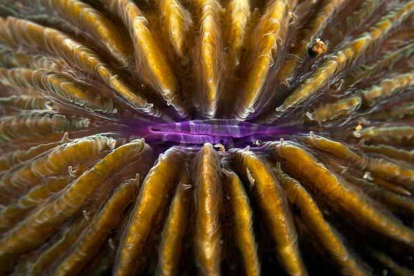 Fungia plate coral mouth
