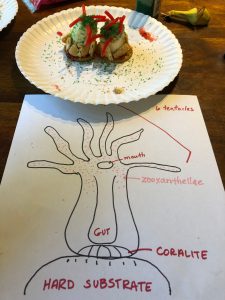 Coral reef Coral reef