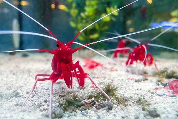 A few Lysmata debelius in a tank with algae in background