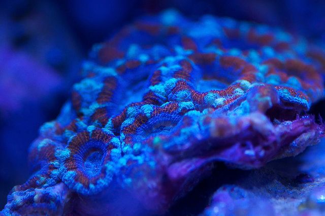 Acan (Fire and Ice?)