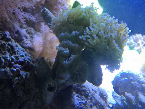 torch coral LPS on live rock in a reef tank with dead polyps