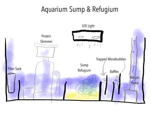 sketch that shows the key elements of an aquarium sump and refugium