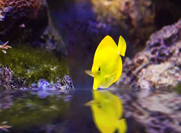 green hair algae and yellow tang in aquarium with bare bottom
