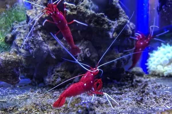 Blood red fire shrimp are hermaphrodites