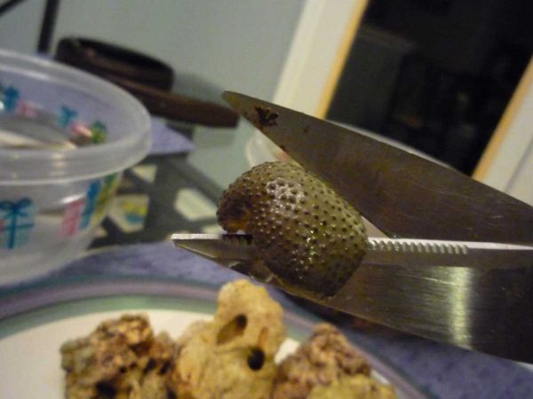 coral fragging shearing method