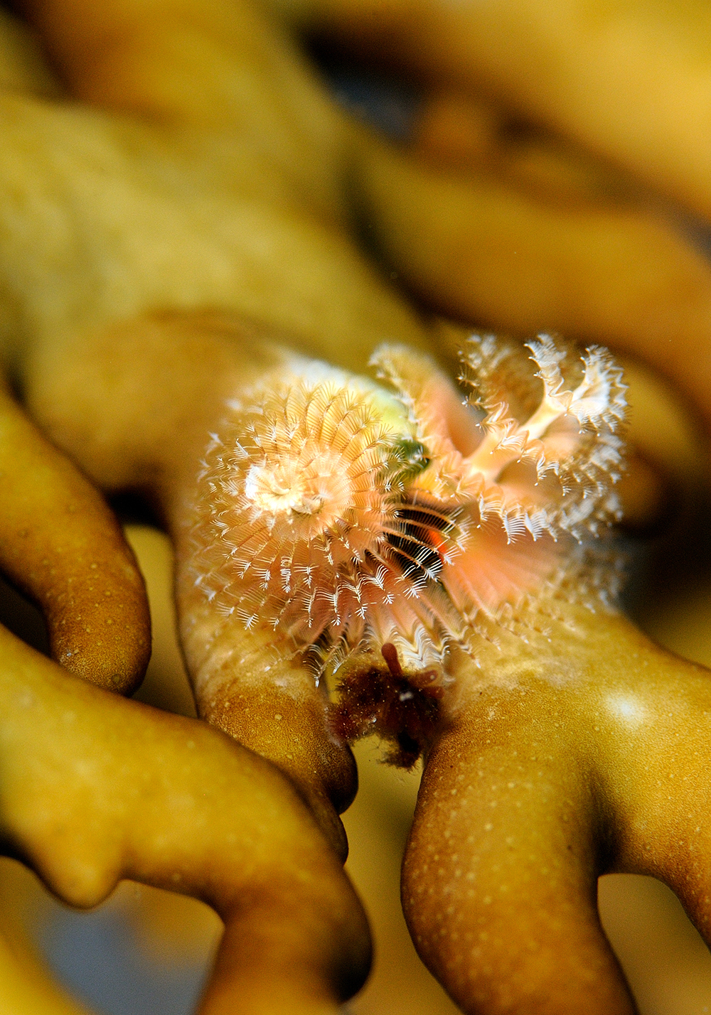 Fire coral Fire coral