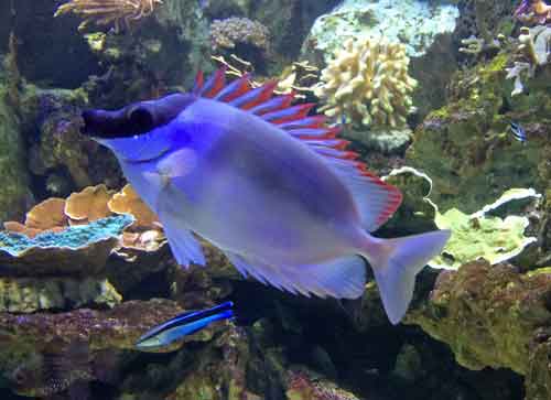 rabbitfish and cleaner wrasse in reef tank with rocks