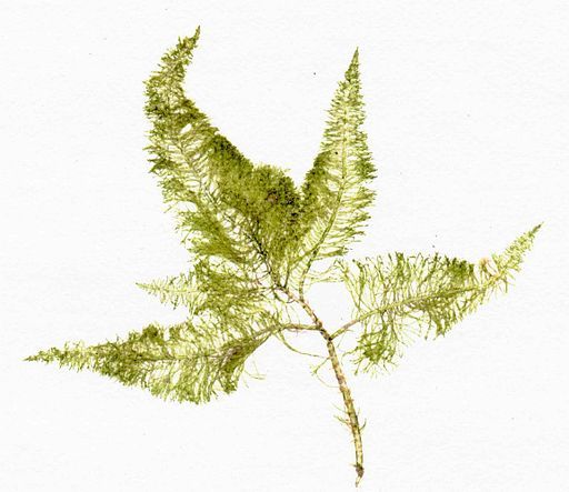 Bryopsis plumosa herbarium item