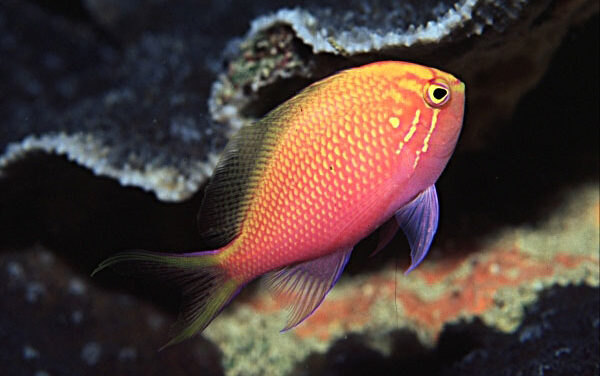 chemical/osmotic systems chemical/osmotic systems