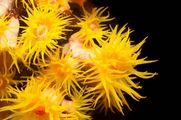 Sun coral polyps, also called tube coral on black background