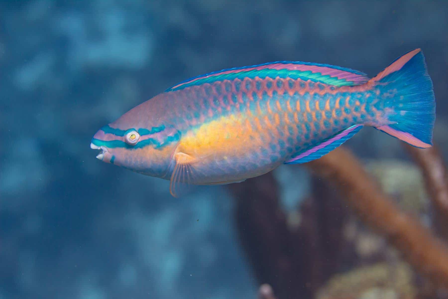 Princess Parrotfish