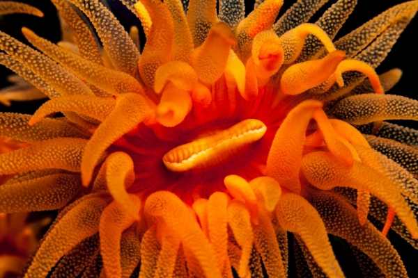 Funny picture of a Sun coral polyp that looks a bit like the face from Animal the Muppet