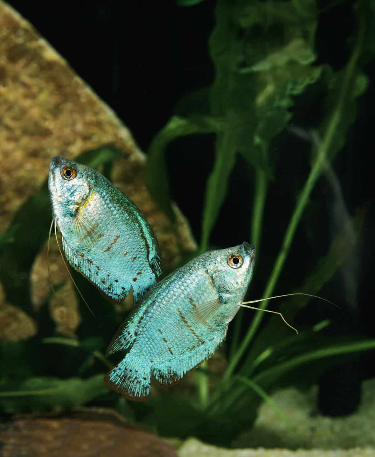 Powder Blue Gourami tank mates