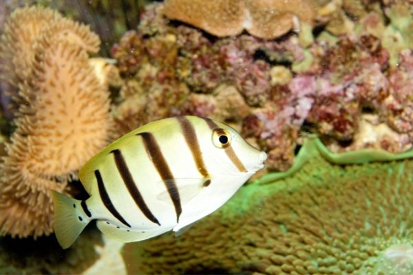 Best Algae Eating Fish for Saltwater Tanks - wide 7