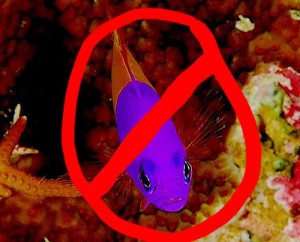 Royal dottyback is often confused with Royal gramma. Not the same fish--avoid