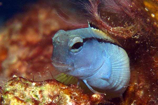 Best Algae Eating Fish for Saltwater Tanks - wide 9