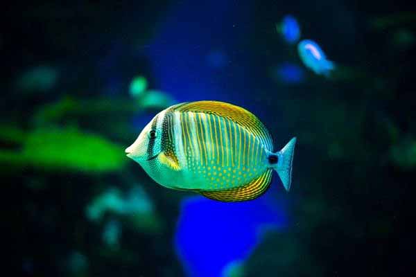 21-best-algae-eating-saltwater-fish-wzaquarium