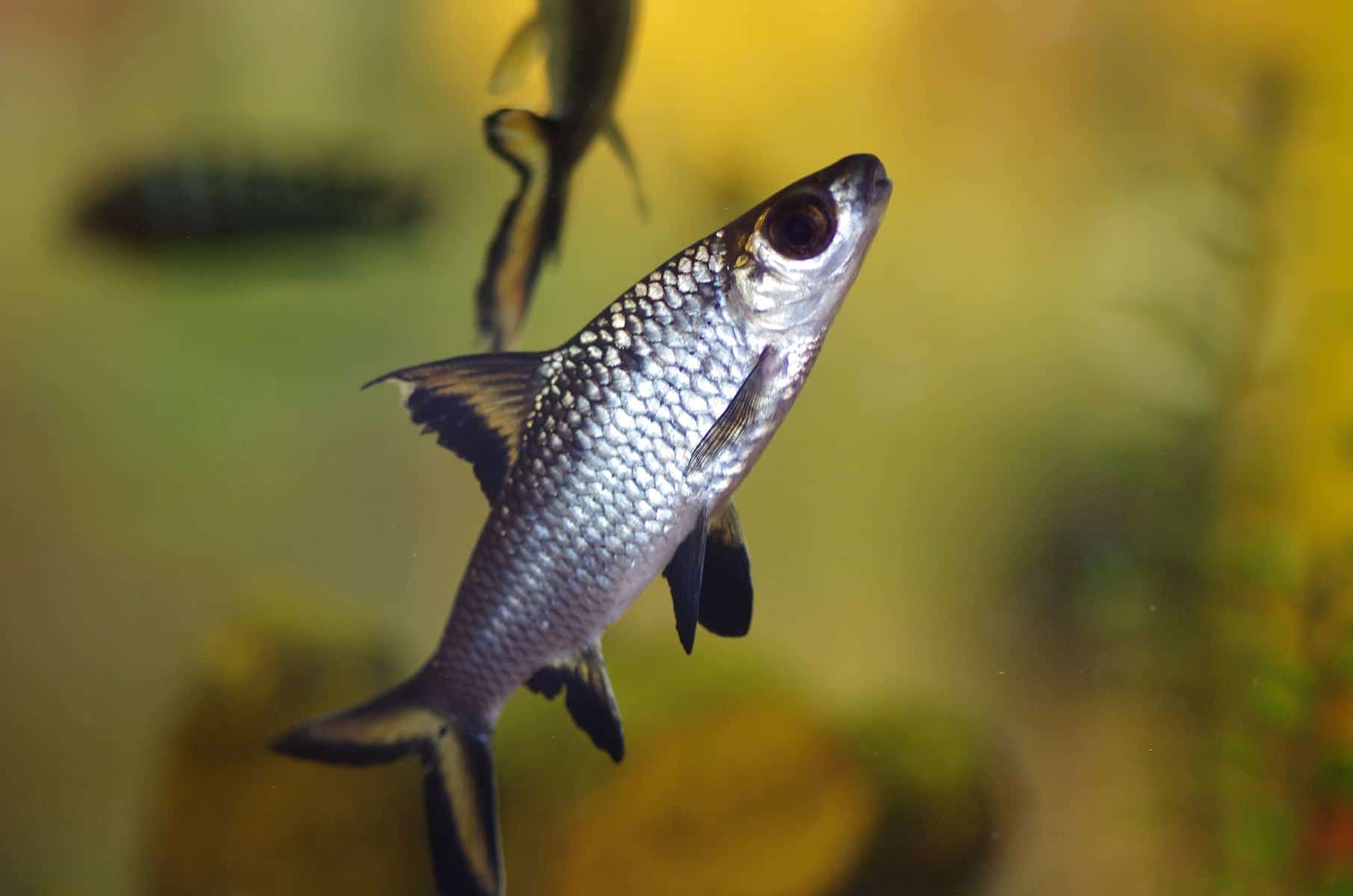 Bala Shark Tankmates