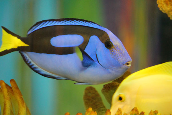 blue hippo tang and a yellow tang