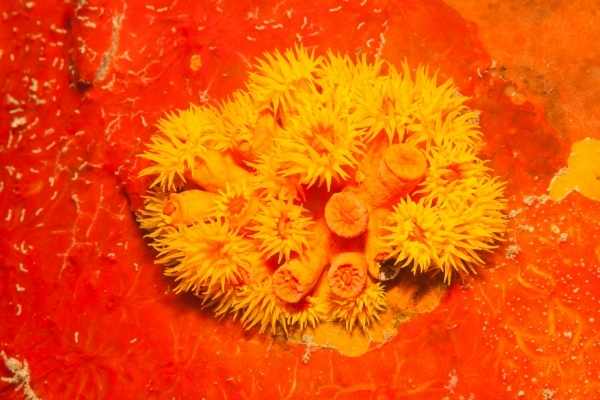 Tubastraea coral colony on reef surrounded by sponges