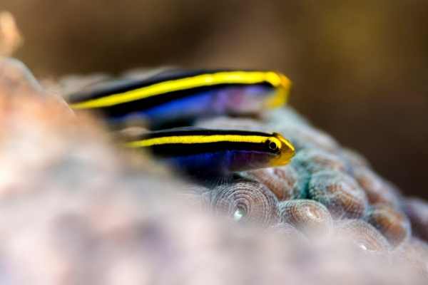 Mated pair of Yellowline neon gobies