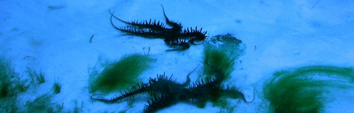 Bryopsis brittlestars.jpg