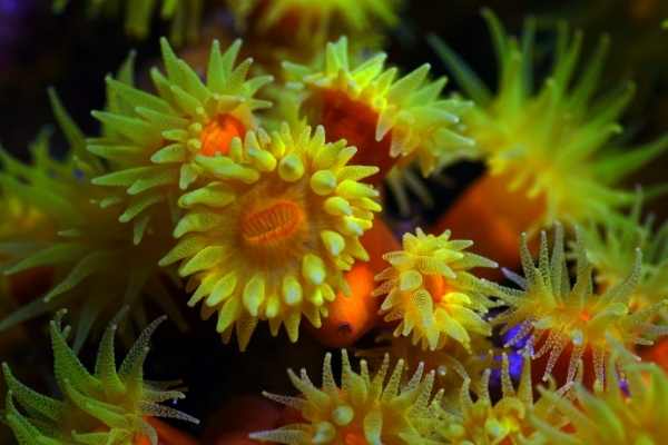 Tube coral wit3.40