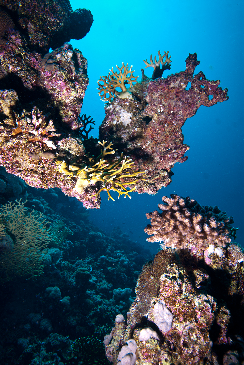 M. dichotoma M. dichotoma