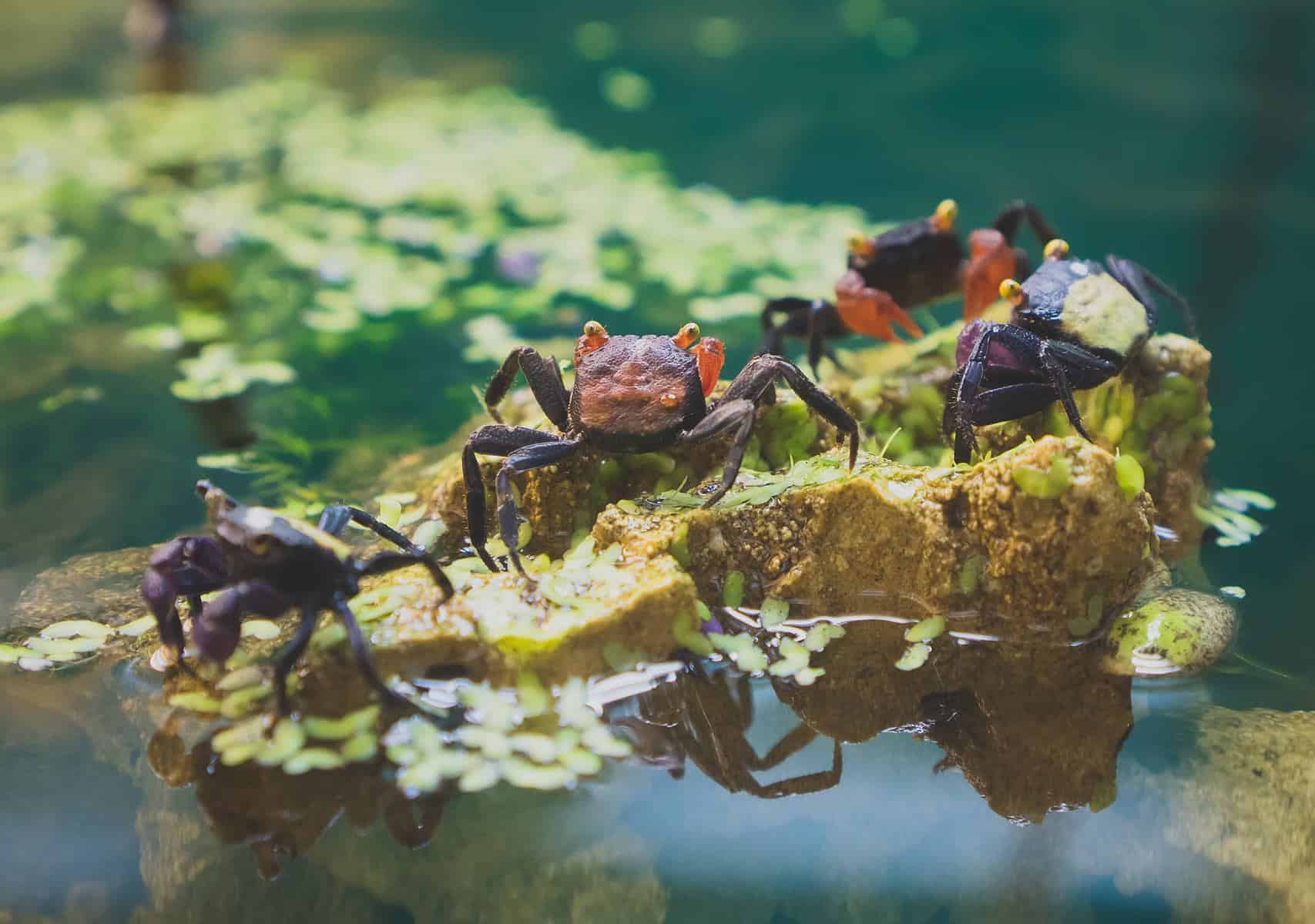 Vampire Crabs and Red Devil Crabs