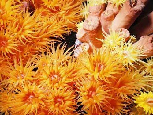 tubastraea sun coral species