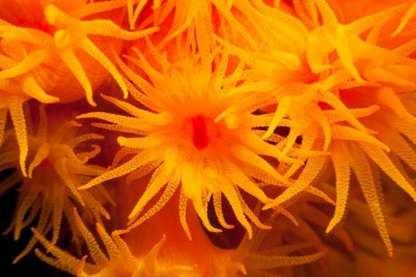 Sun coral polyp colony