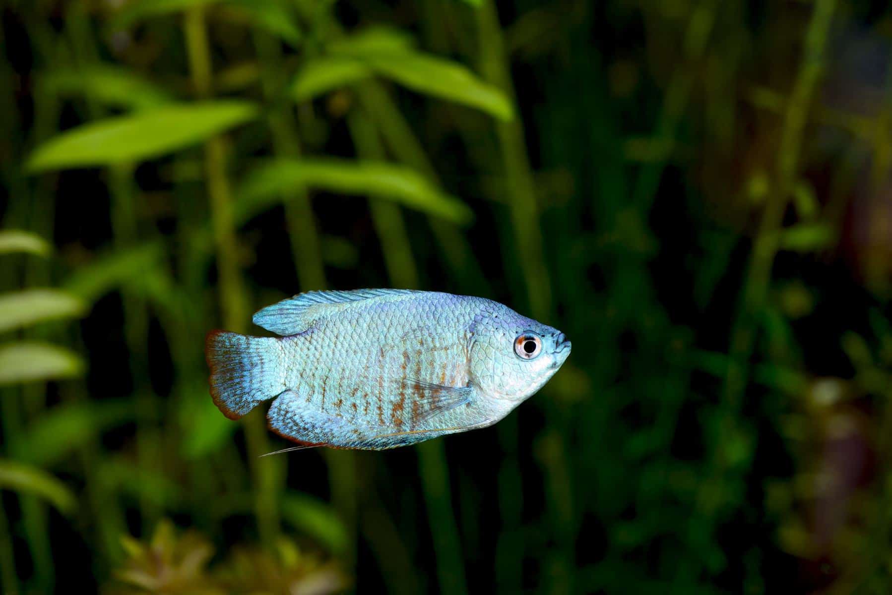 Are Gourami Aggressive Fish – We Examine the Facts 3 Powder Blue Gourami