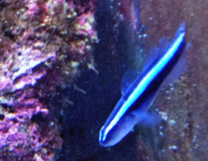 Neon Goby